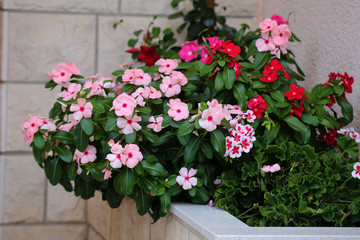 Fototapeta na wymiar Beautiful balcony flowers