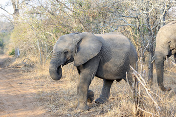 Obraz premium Elephant