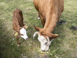 Naklejka na ściany i meble brown cow and calf with white face in grass feeding