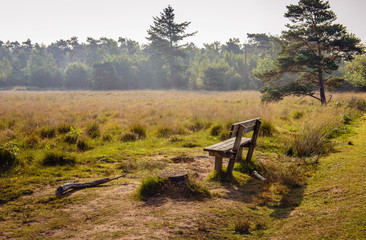 Empty wooden bench at the edge of moorland