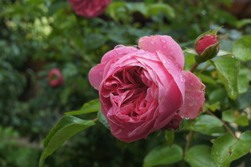 rose pink flower wet water drops