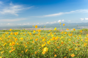Yellow Sulfur cosmos flowers with  blue sky background,soft focus.