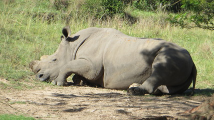 Fototapeta premium Sleeping Rhino, South Africa