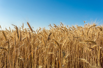 Fototapeta na wymiar golden wheat field and sunny day