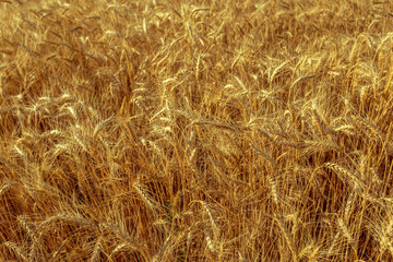 golden wheat field and sunny day