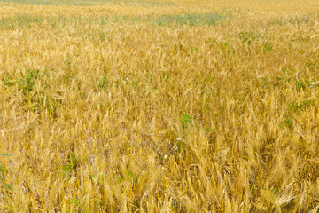Golden Wheat Field