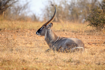 Waterbuck