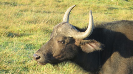 African or Cape buffaloes (Syncerus caffer), South Africa 