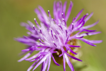 Close up of purple flower