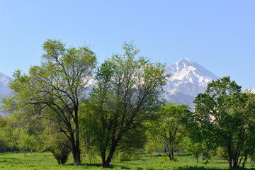 Summer day in a park, Almaty. Kazakhstan