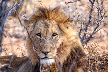 Simba