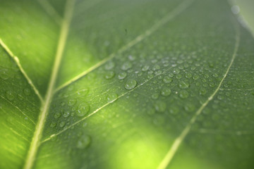       水滴と葉