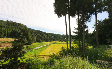 日本の美しい田園風景　収穫の時