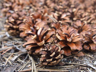 fallen pine cones in the forest
