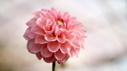 Fototapeta premium Pink dahlia flower blooming in the garden. 