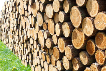 Woodpile in the meadow