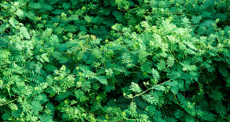 green leaf nature background.