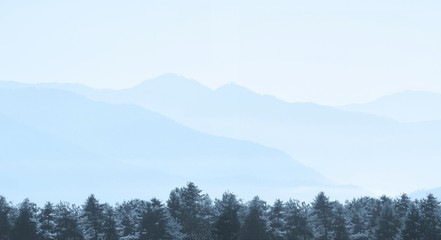 Pine trees with layer of mountains in misty morning, Bhutan