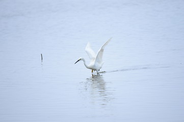 Fototapeta na wymiar egrets