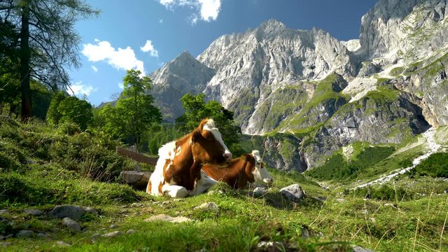 Animal Cinemagraphs 4K seamless loop - cows on alpine pasture in mountains
