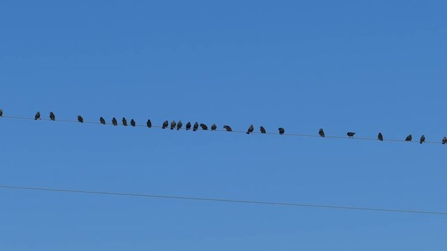 Little birds on an electric wire in National Park of amvrakikos wetlands Greece