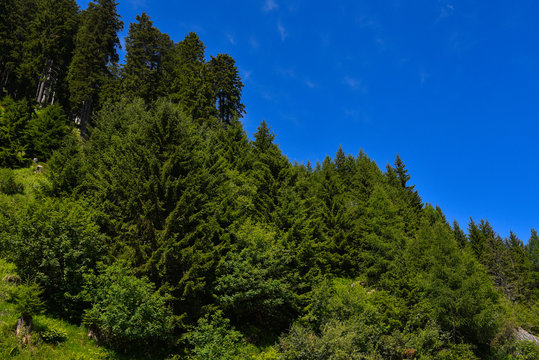 Fototapeta Panoramica di pini cembri in estate e cielo blu cobalto