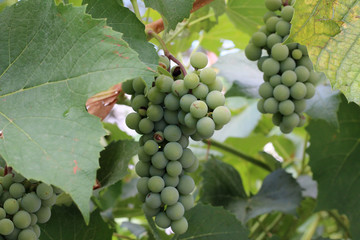 Grapes / In the garden ripen grapes