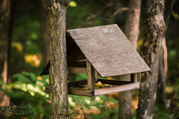 Bird feeder in the autumn forest.