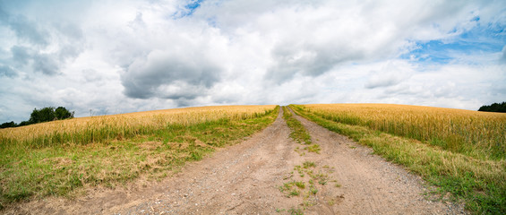 A field of ripe wheat road and a blue sky with clouds. Panoramic view