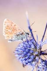 Butterfly on flower