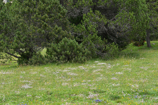 Fototapeta Panoramica di un prato con fiori alpini e pini verdi 