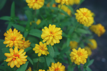 Yellow chrysanthemum flowers blooming during summer time in the garden.