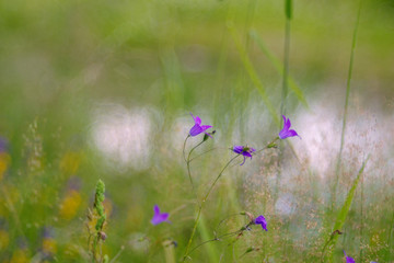 campanula patula