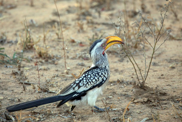Southern Yellow-billed Hornbill