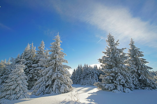Winterwald im Gebirge
