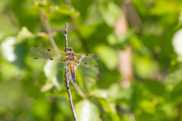 Plattbauchlibelle sitzt auf einem Zweig, Makro