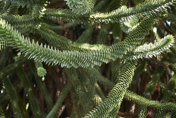 Monkey puzzle tree
