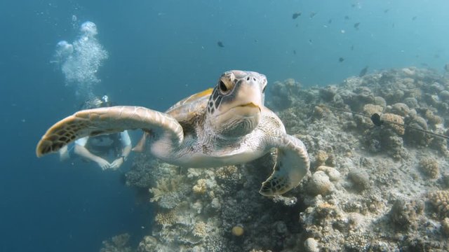 A birds eye view shot of the shell of a turtle and shot shows a scuba diver looking at the turtle. 