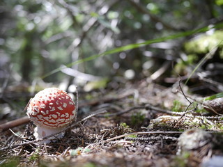 Junger Fliegenpilz in der Sonne