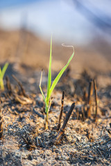 The rebirth of life after a fire