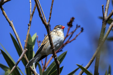 Red-billed Quelea