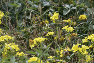 Obraz premium Ochsenauge sitzt auf gelber Blüte