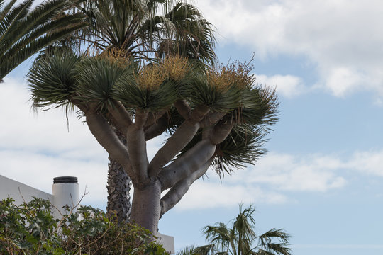 Drachenbaum auf Madeira