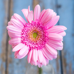 pink gerbera on blue wooden from above