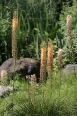 Gelbe Steppenkerzen (Eremurus)