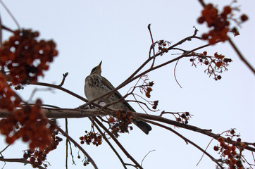 Bird sitting on branch of Rowan - 169911763