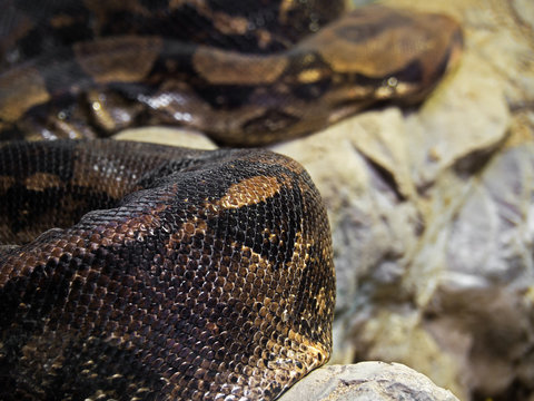Closeup Boa Constrictor on The Rock