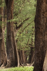 Aged Pine Wood Forest against Wind from Ocean beach, abstract look bark, brach and tree bod