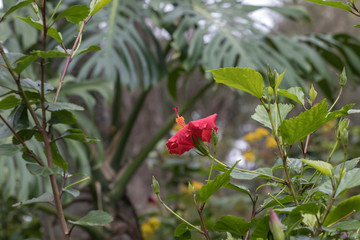 Hibiskus, makro