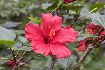 Hibiskus, Makro